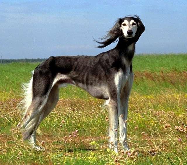 Tazy Dog Breed Image 5