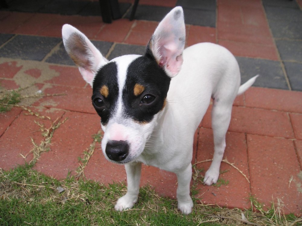 Tenterfield Terrier Dog Breed Image 16