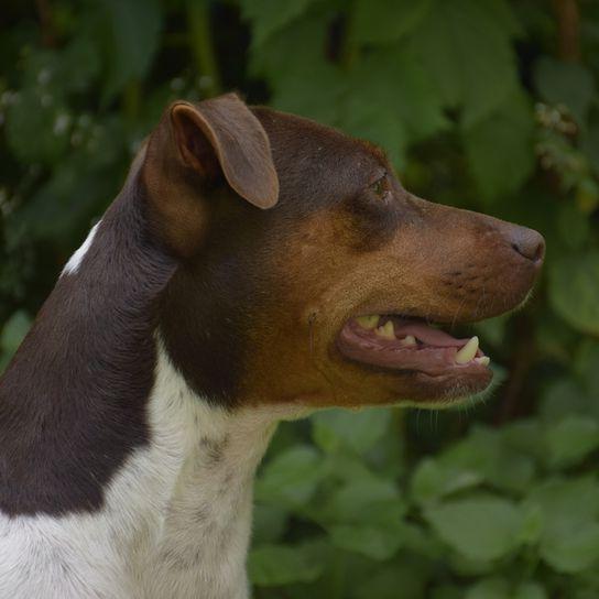 Terrier Brasileiro Dog Breed Image 11