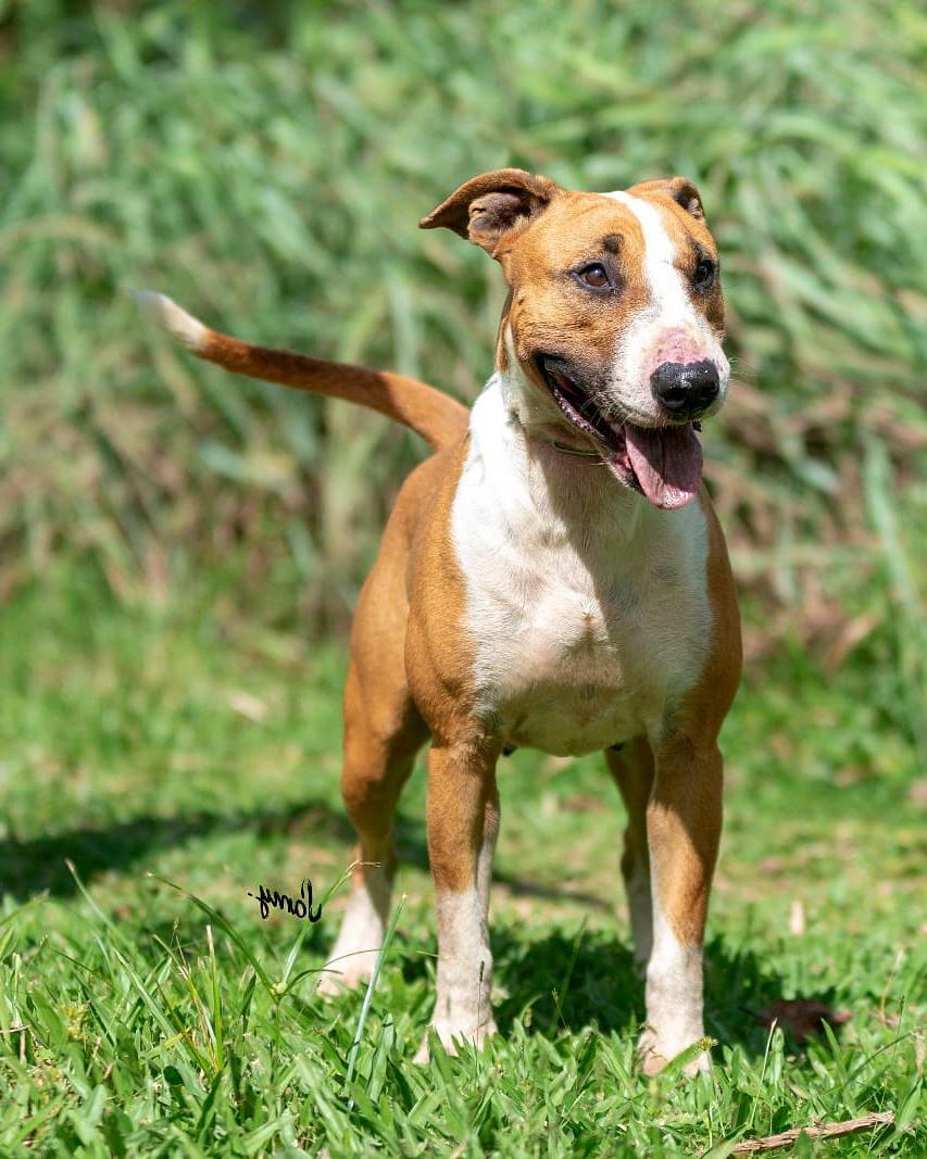 Terrier Brasileiro Dog Breed Image 12