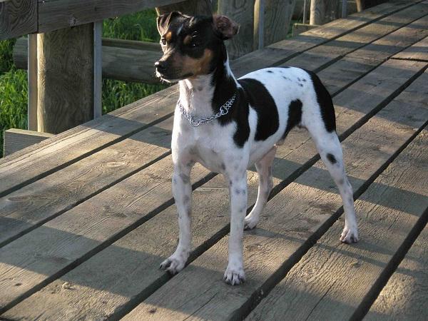 Terrier Brasileiro Dog Breed Image 16