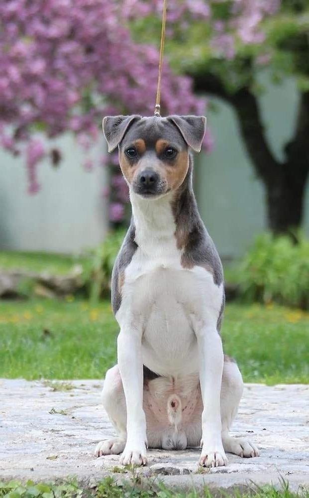 Terrier Brasileiro Dog Breed Image 18