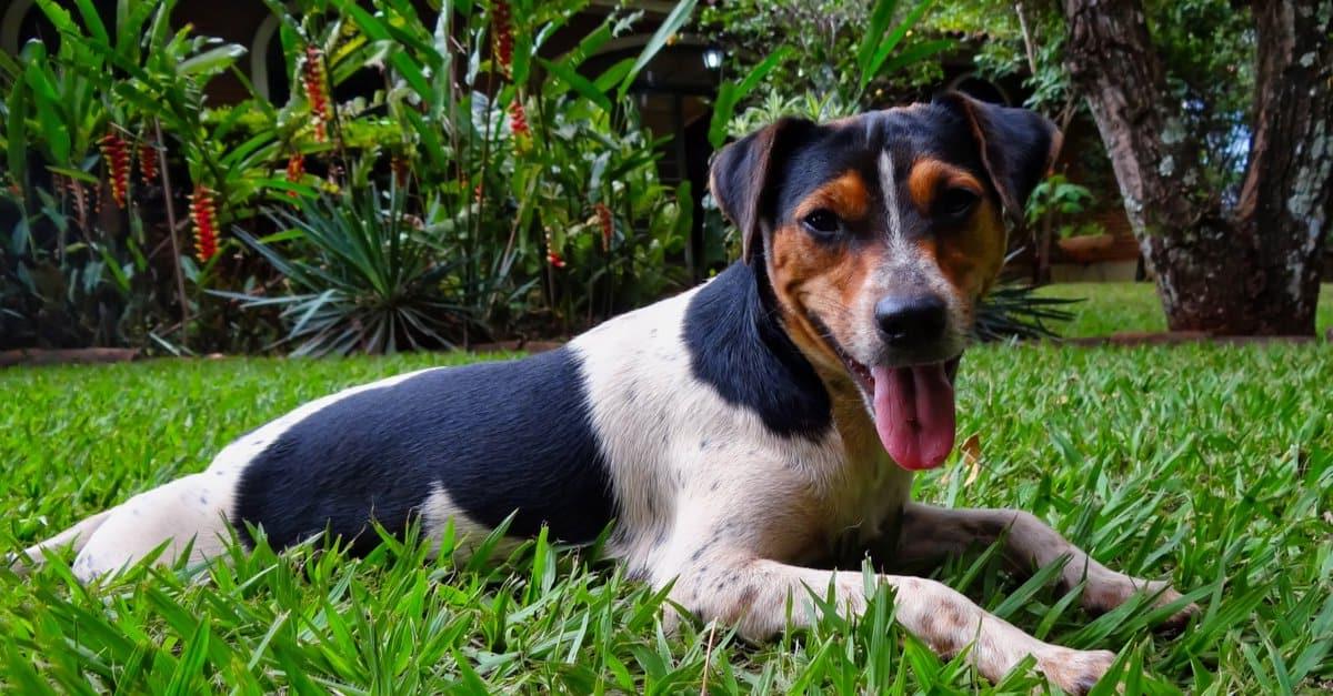 Terrier Brasileiro Dog Breed Image 4