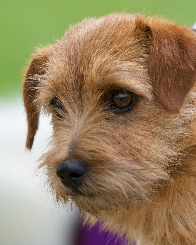 Terriers Image 11