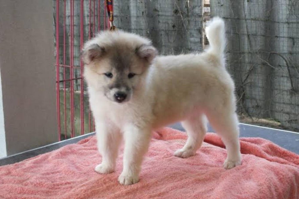 Thai Bangkaew Dog Breed Image 12