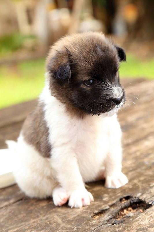 Thai Bangkaew Dog Breed Image 18