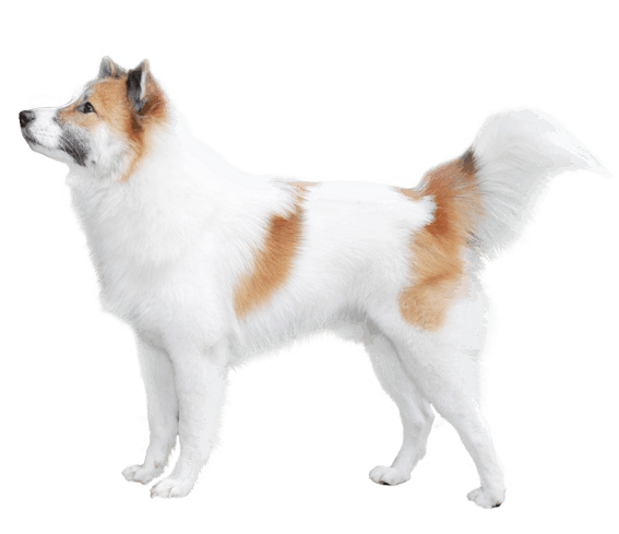 Thai Bangkaew Dog Breed Image 20