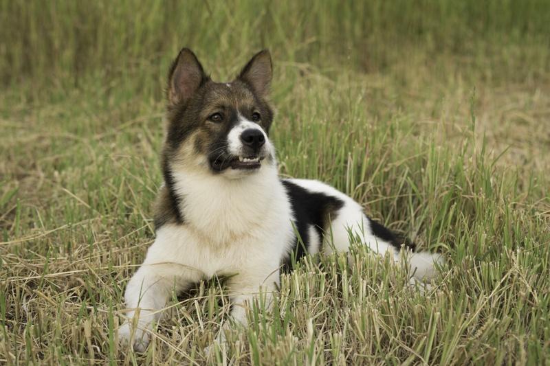 Thai Bangkaew Dog Breed Image 4