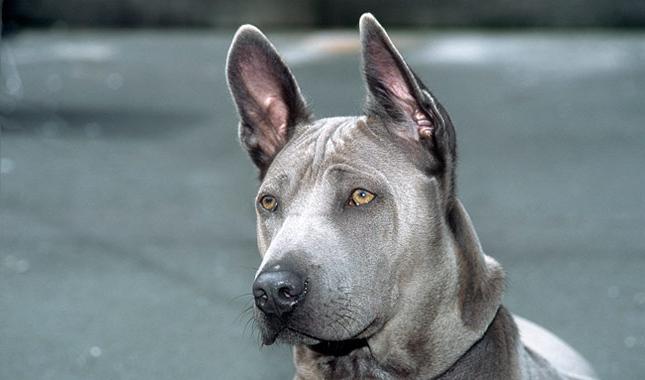 Thai Ridgeback Dog Breed Image 11