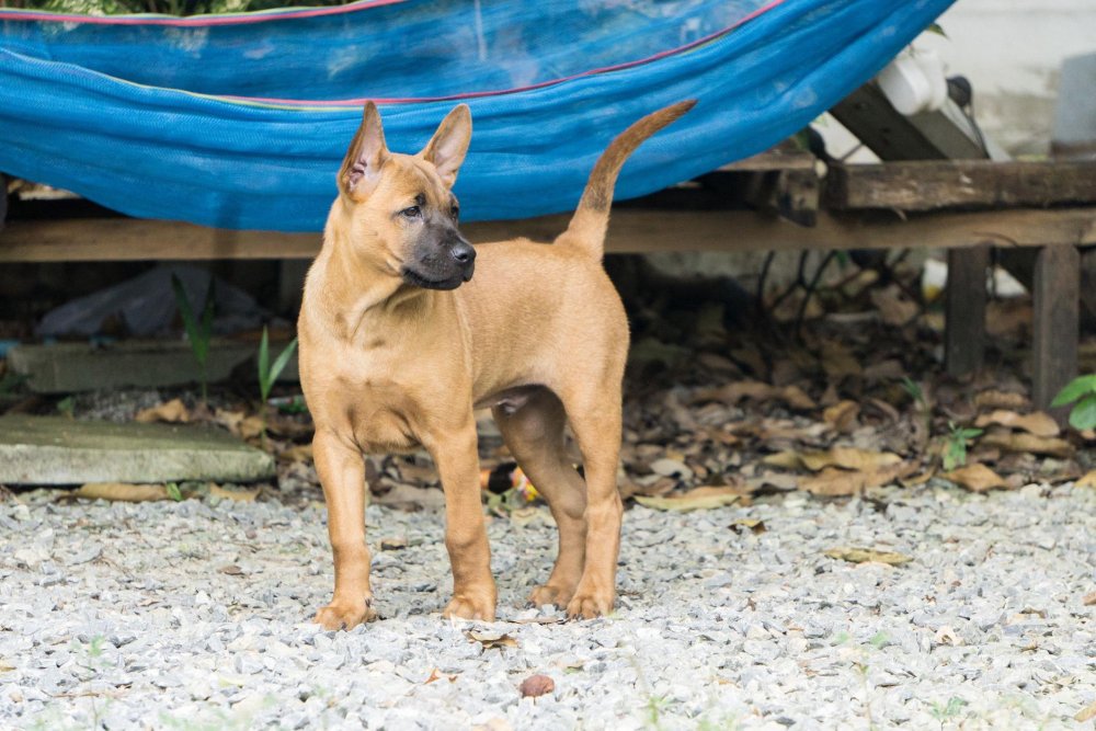 Thai Ridgeback Dog Breed Image 13