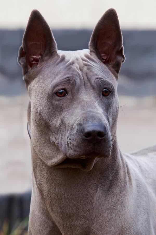 Thai Ridgeback Dog Breed Image 17