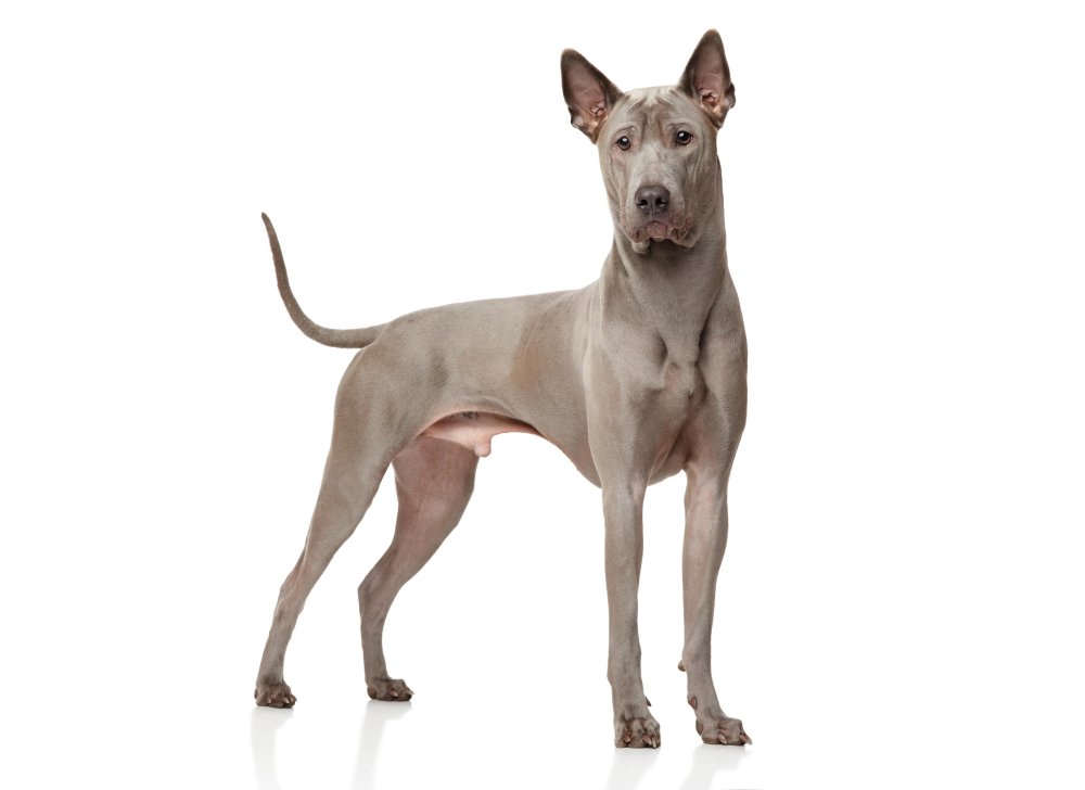 Thai Ridgeback Dog Breed Image 18