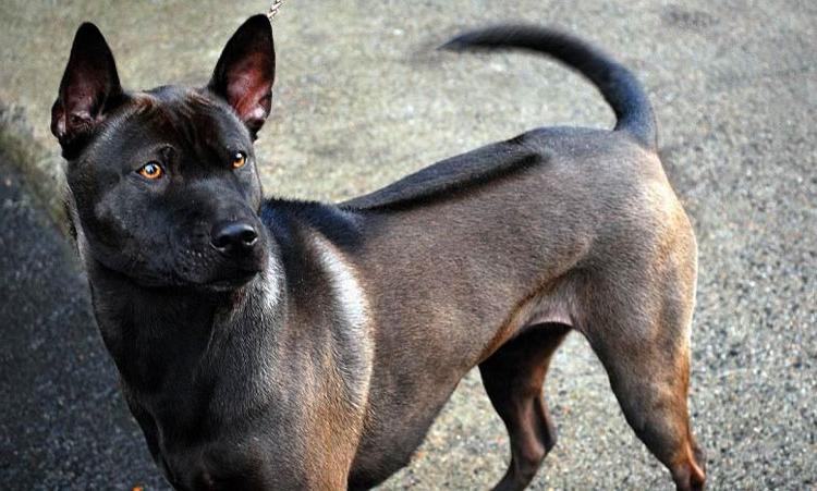 Thai Ridgeback Dog Breed Image 2