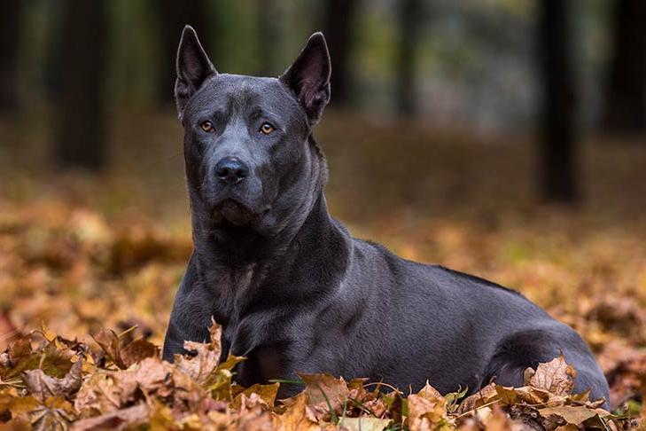 Thai Ridgeback Dog Breed Image 3