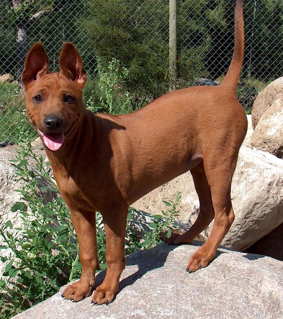 Thai Ridgeback Dog Breed Image 8