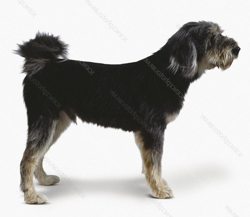 Tibetan Kyi Apso Dog Breed Image 12