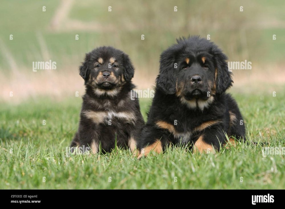 Tibetan Mastiff - Do-Khyi Dog Breed Image 13