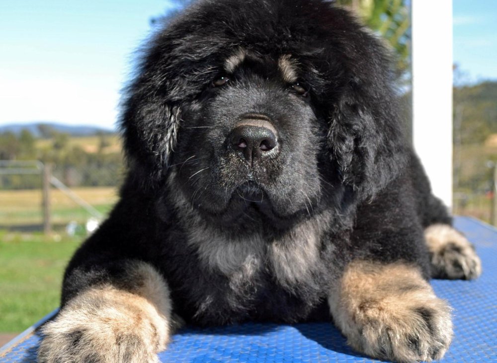 Tibetan Mastiff - Do-Khyi Dog Breed Image 20