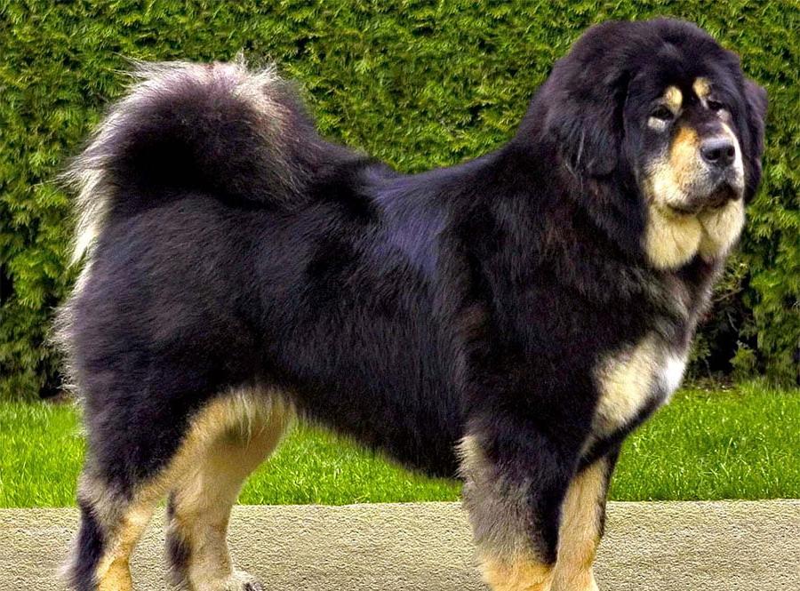 Tibetan Mastiff - Do-Khyi Dog Breed Image 3