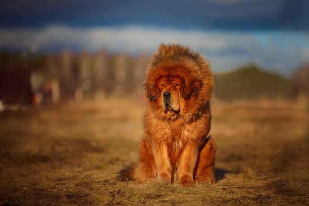 Tibetan Mastiff - Do-Khyi Dog Breed Image 4