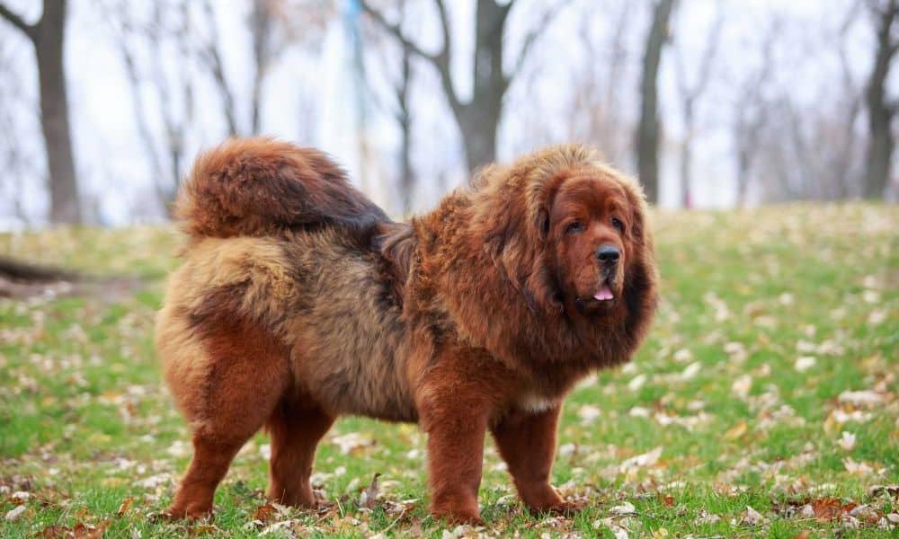 Tibetan Mastiff - Do-Khyi Dog Breed Image 5