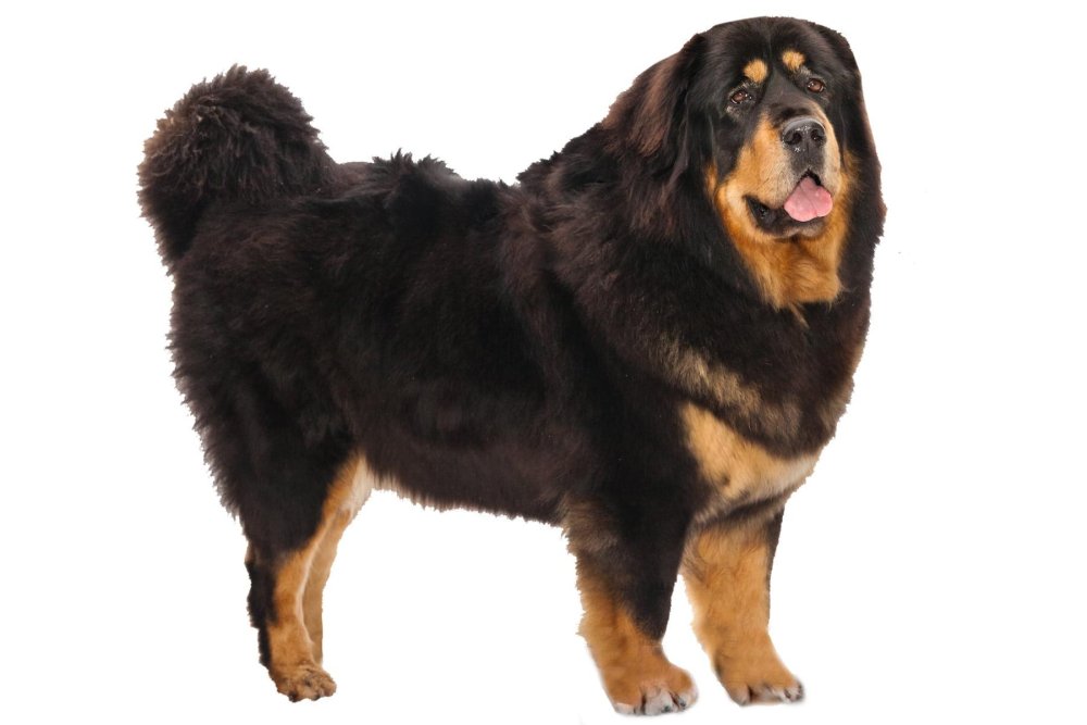 Tibetan Mastiff - Do-Khyi Dog Breed Image 7