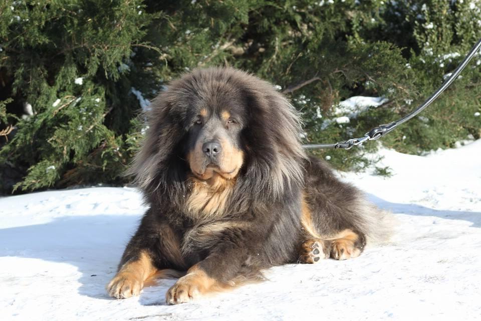 Tibetan Mastiff - Do-Khyi Dog Breed Image 8