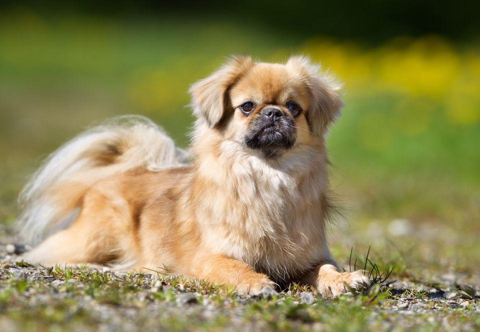 Tibetan Spaniel Dog Breed Image 1