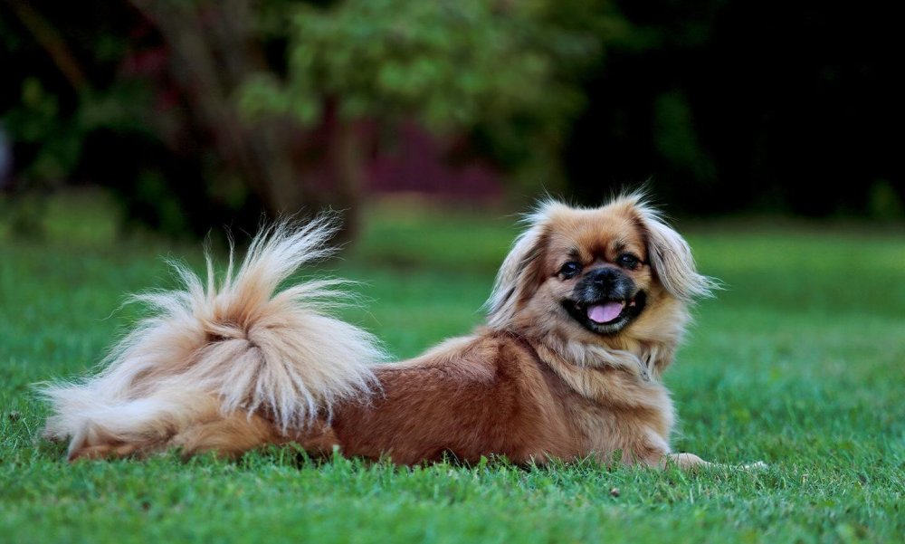 Tibetan Spaniel Dog Breed Image 10