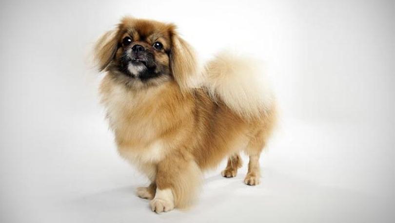 Tibetan Spaniel Dog Breed Image 15