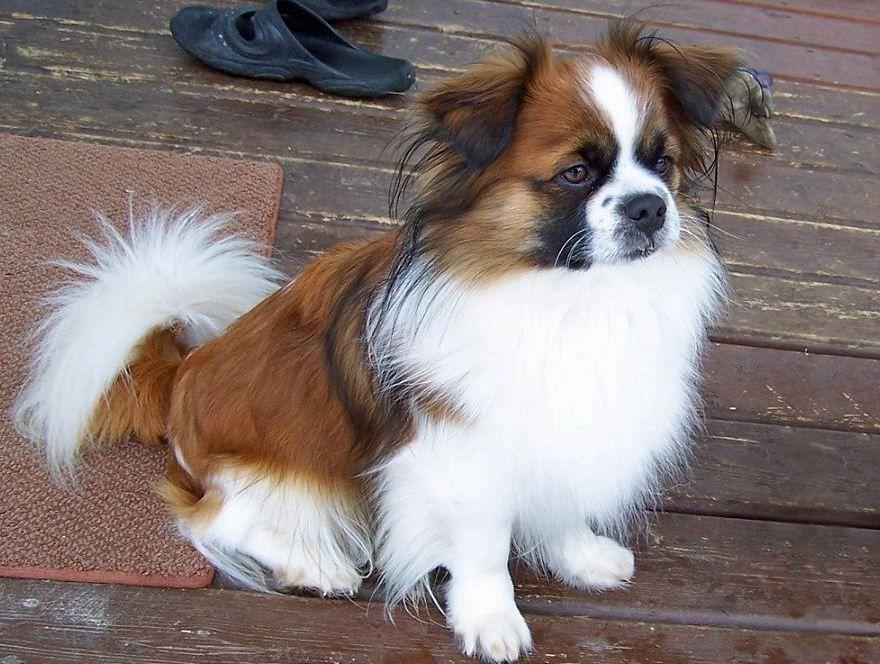 Tibetan Spaniel Dog Breed Image 17