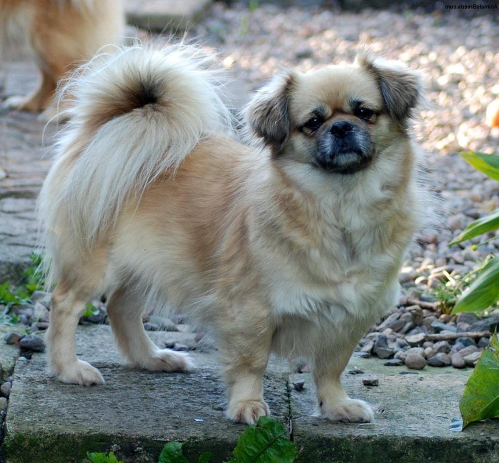 Tibetan Spaniel Dog Breed Image 2