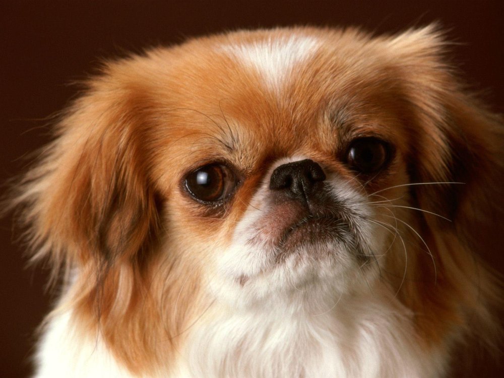 Tibetan Spaniel Dog Breed Image 6