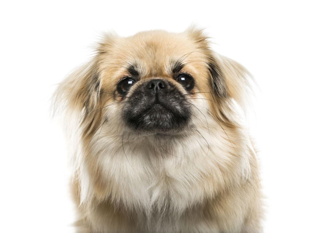 Tibetan Spaniel Dog Breed Image 8