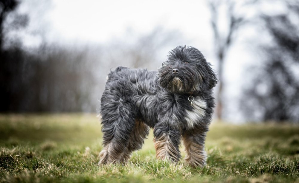 Tibetan Terrier Dog Breed Image 10