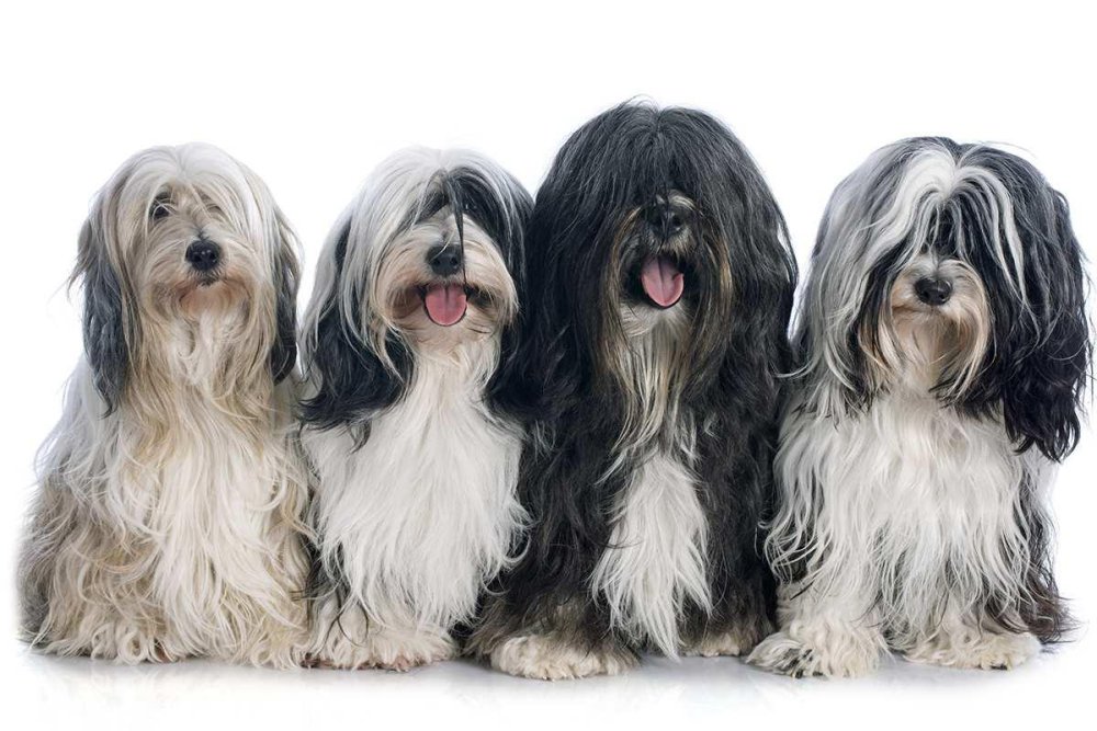 Tibetan Terrier Dog Breed Image 12