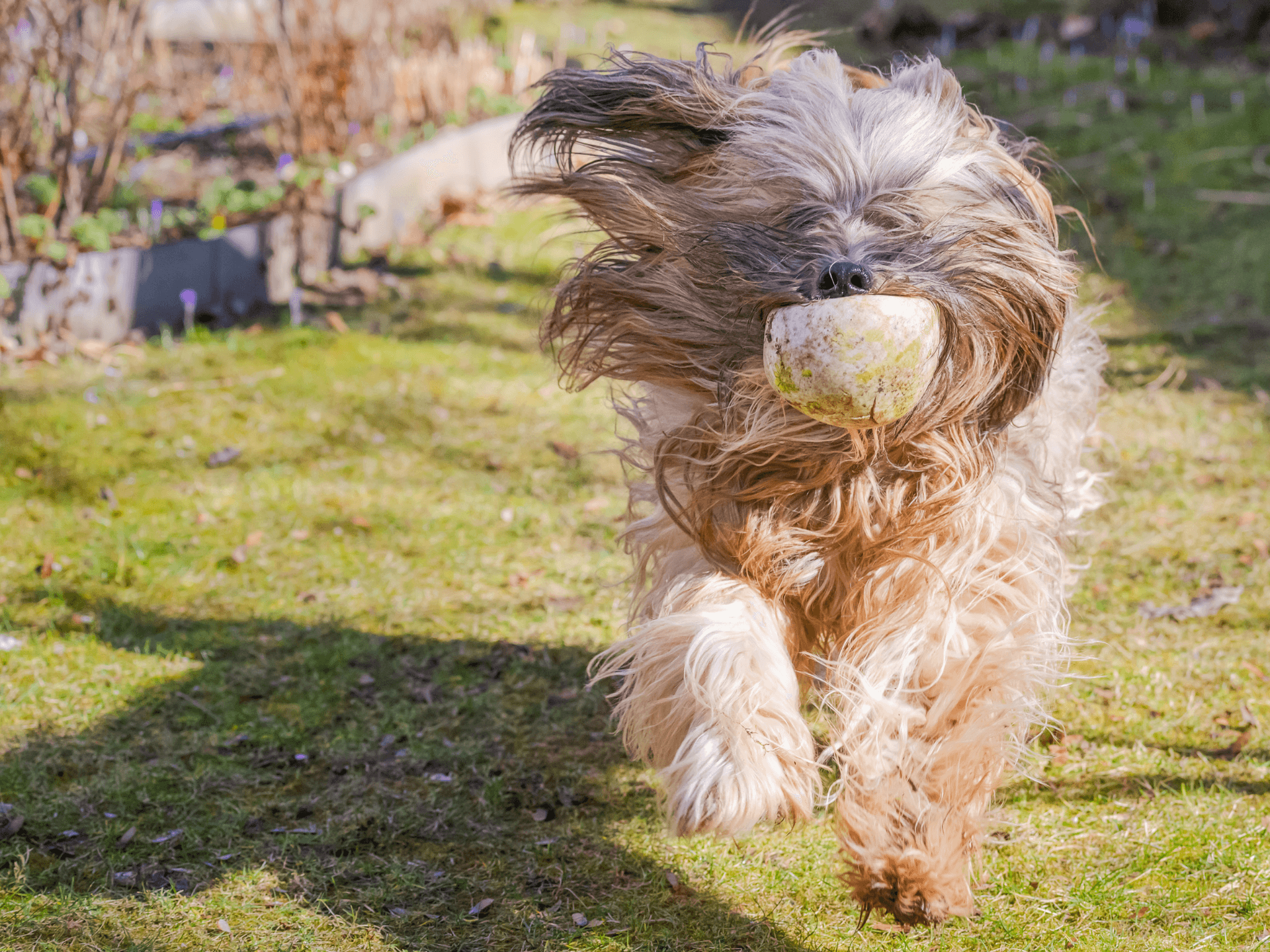 Tibetan Terrier Dog Breed Image 13