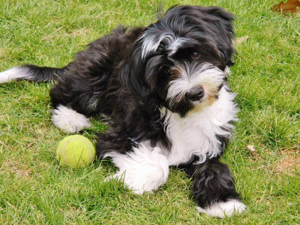 Tibetan Terrier Dog Breed Image 18