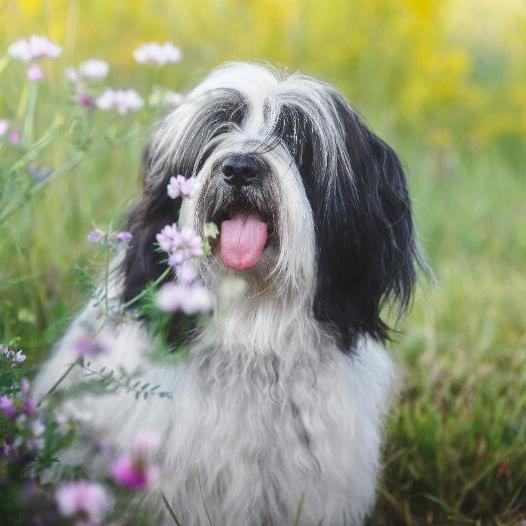 Tibetan Terrier Dog Breed Image 19