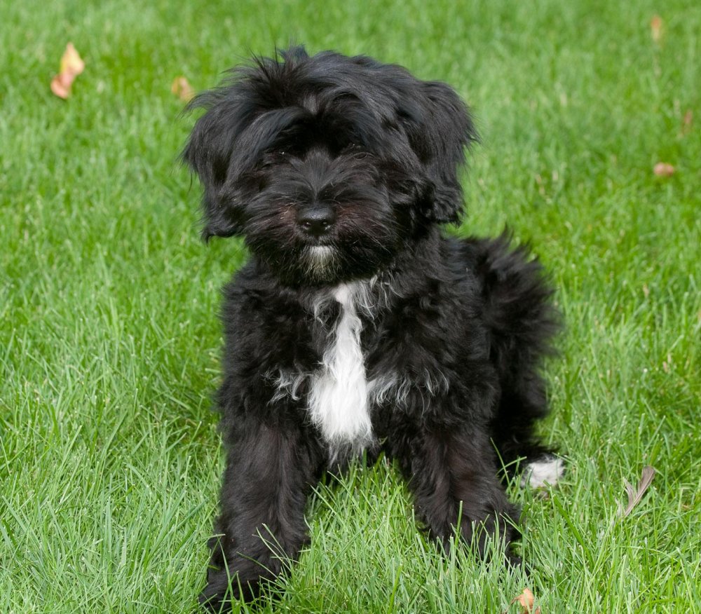 Tibetan Terrier Dog Breed Image 6