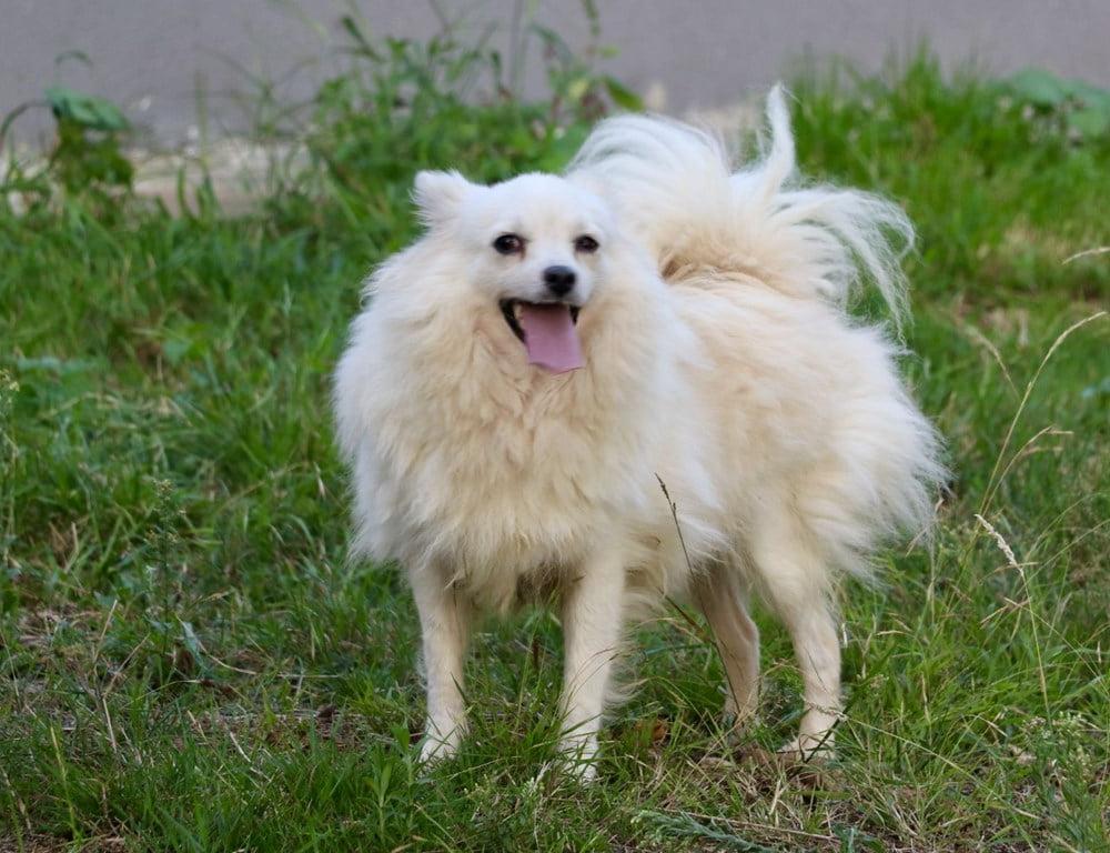 Tonya Finosu Dog Breed Image 2