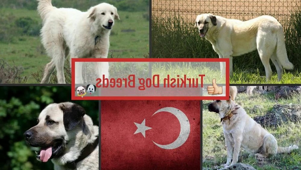 Torkuz Dog Breed Image 13