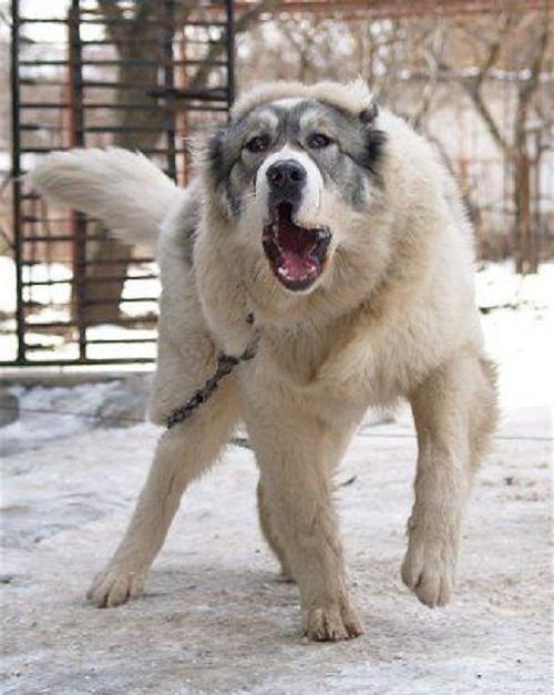 Torkuz Dog Breed Image 15