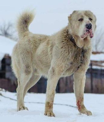 Torkuz Dog Breed Image 17