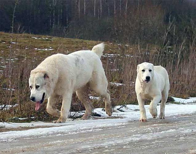 Torkuz Dog Breed Image 6