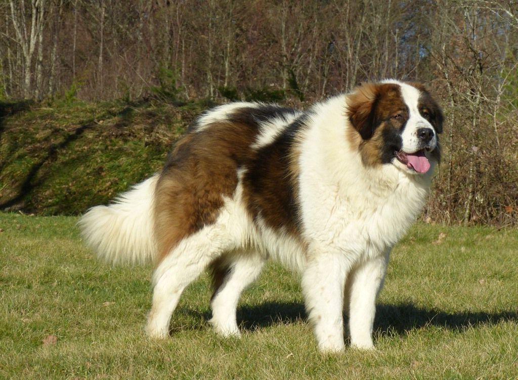 Tornjak Dog Breed Image 1