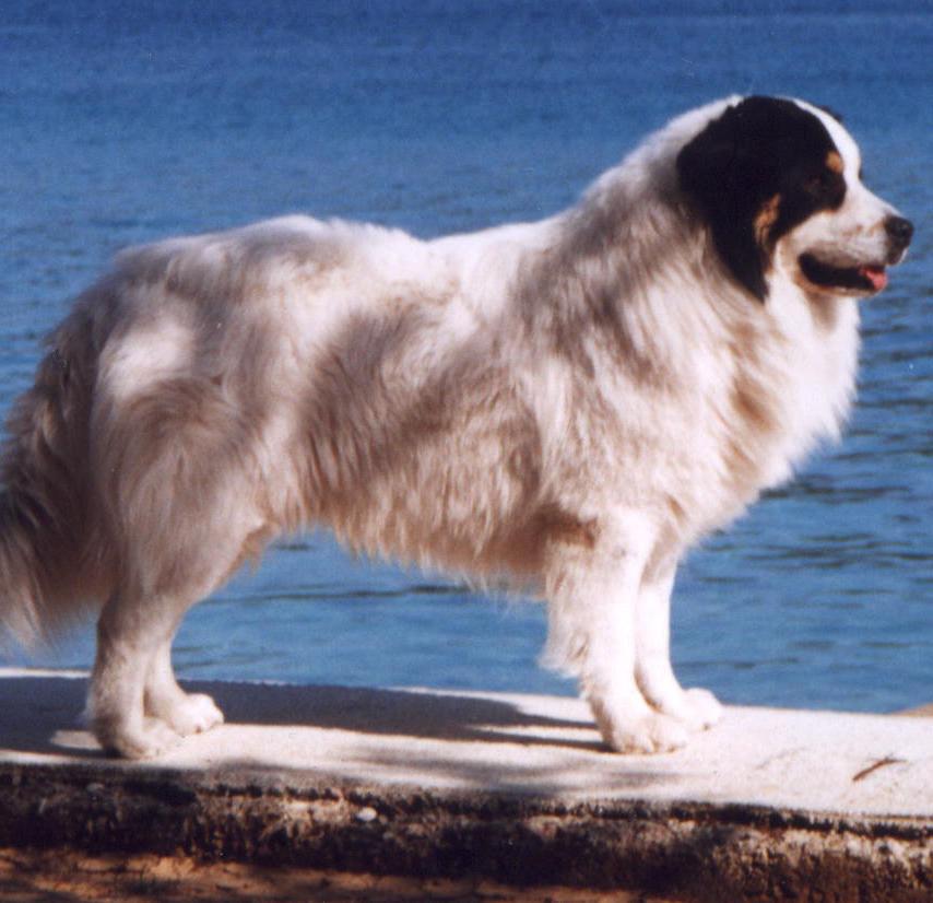 Tornjak Dog Breed Image 13