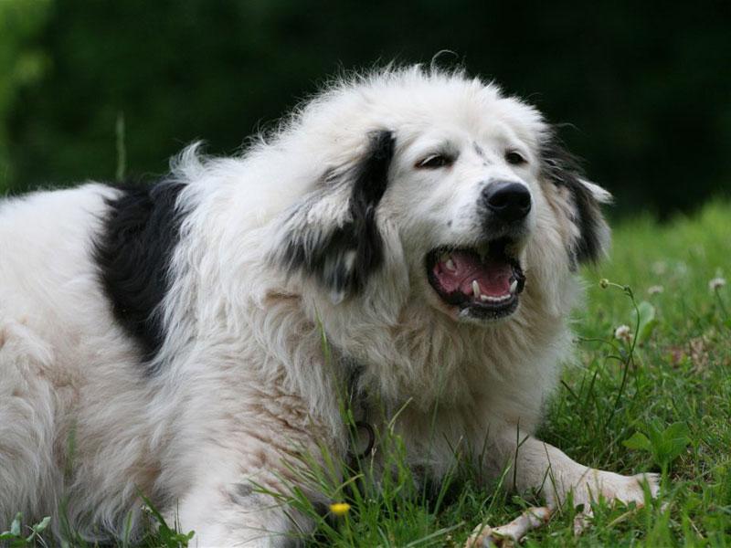 Tornjak Dog Breed Image 17