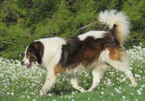 Tornjak Dog Breed Image 18