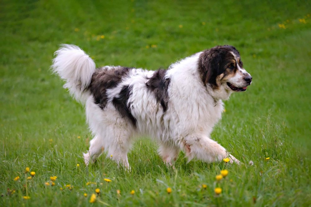 Tornjak Dog Breed Image 5